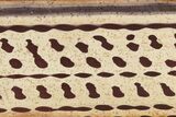 Polished Slab Of Zebra Stone (Ediacaran Microbialite?) #243055-1